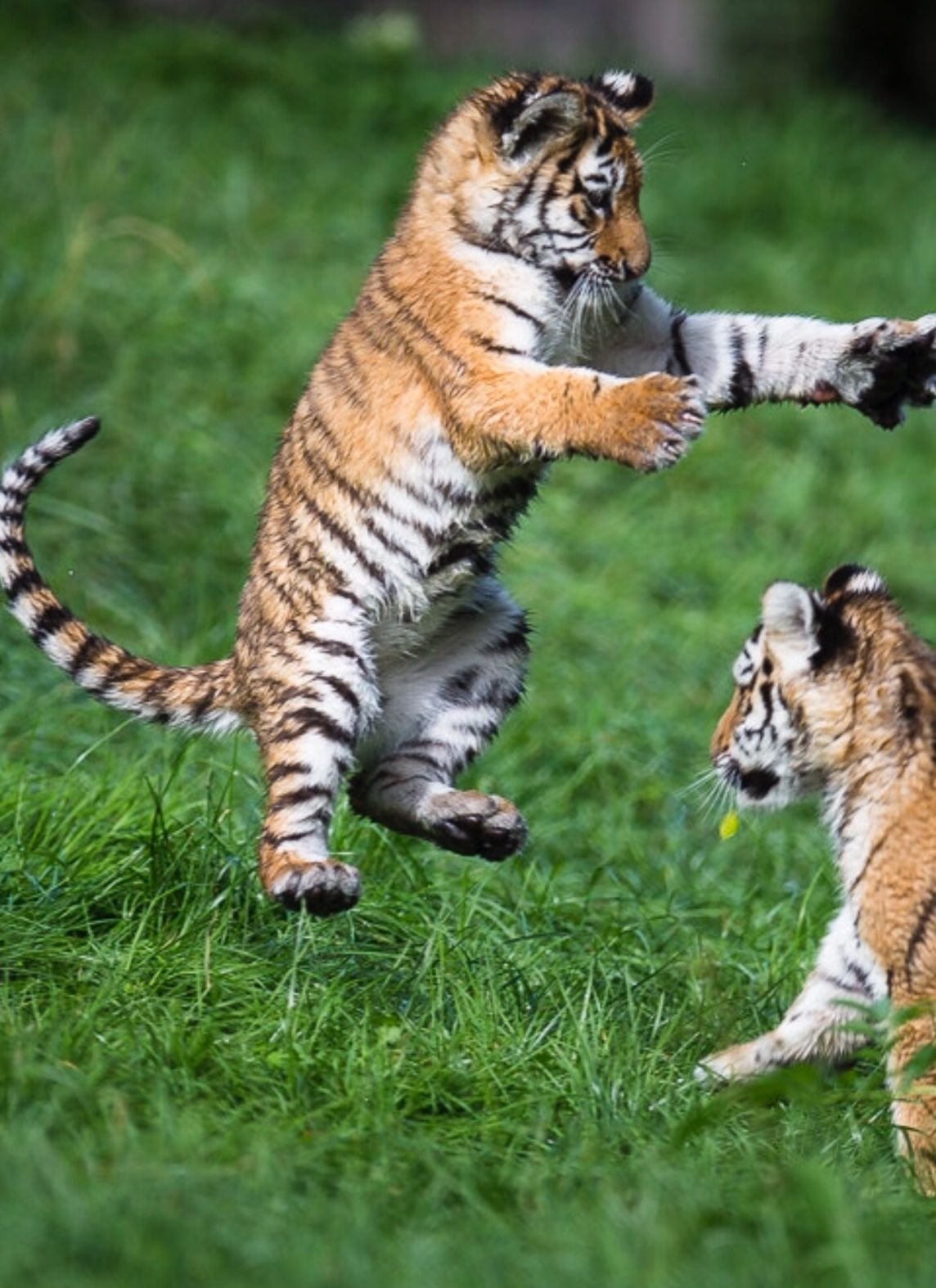 Тигр картинки