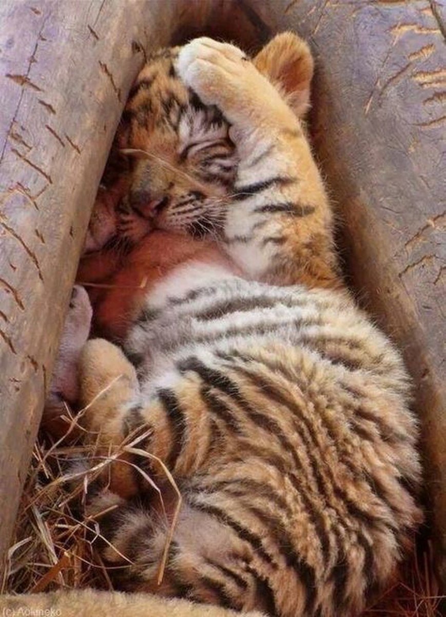 Мультяшные животные