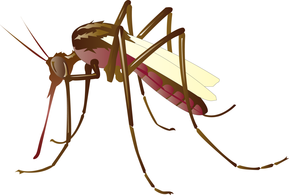 Комар на прозрачном фоне