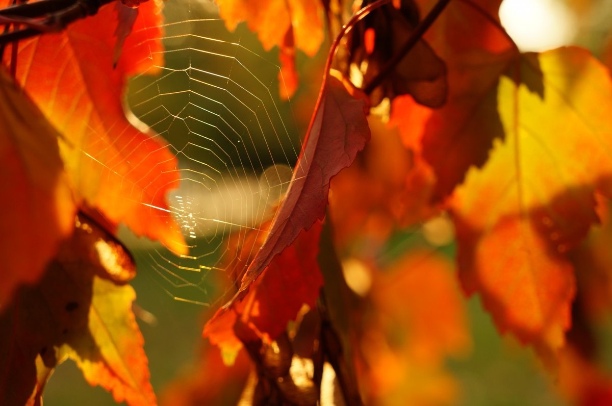 Бабье лето осенью