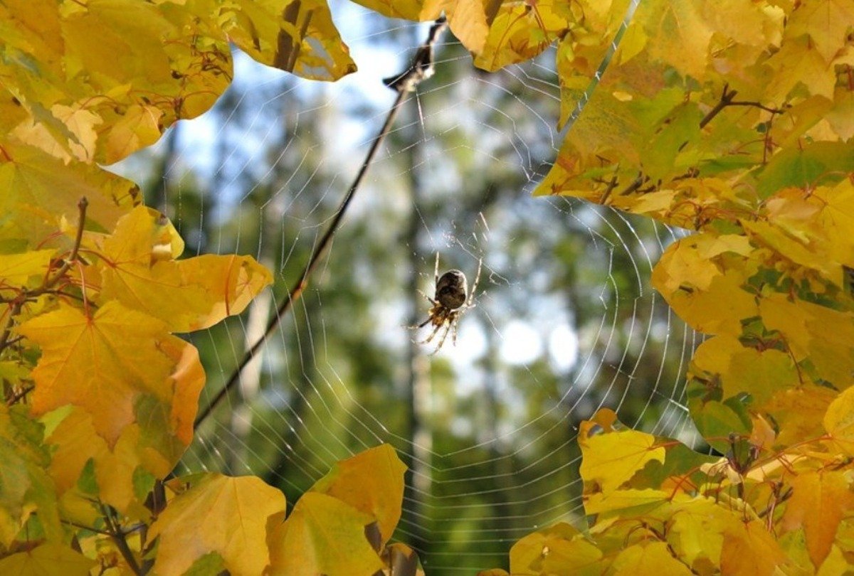 Сентябрь природа бабье лето