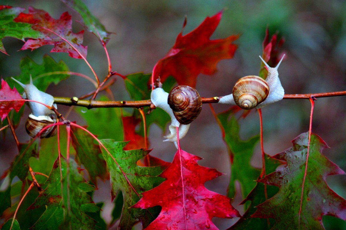 Осенью есть бабье лето