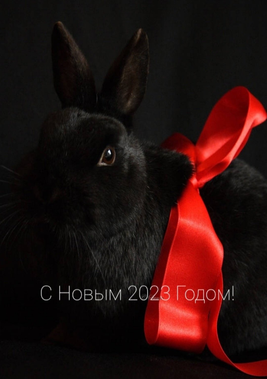 Кролик черно белый