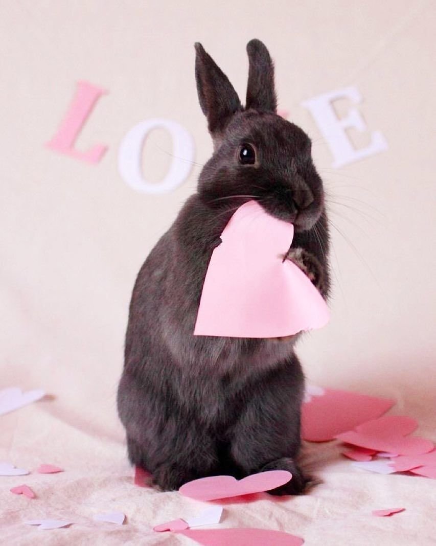 Черный сатиновый кролик