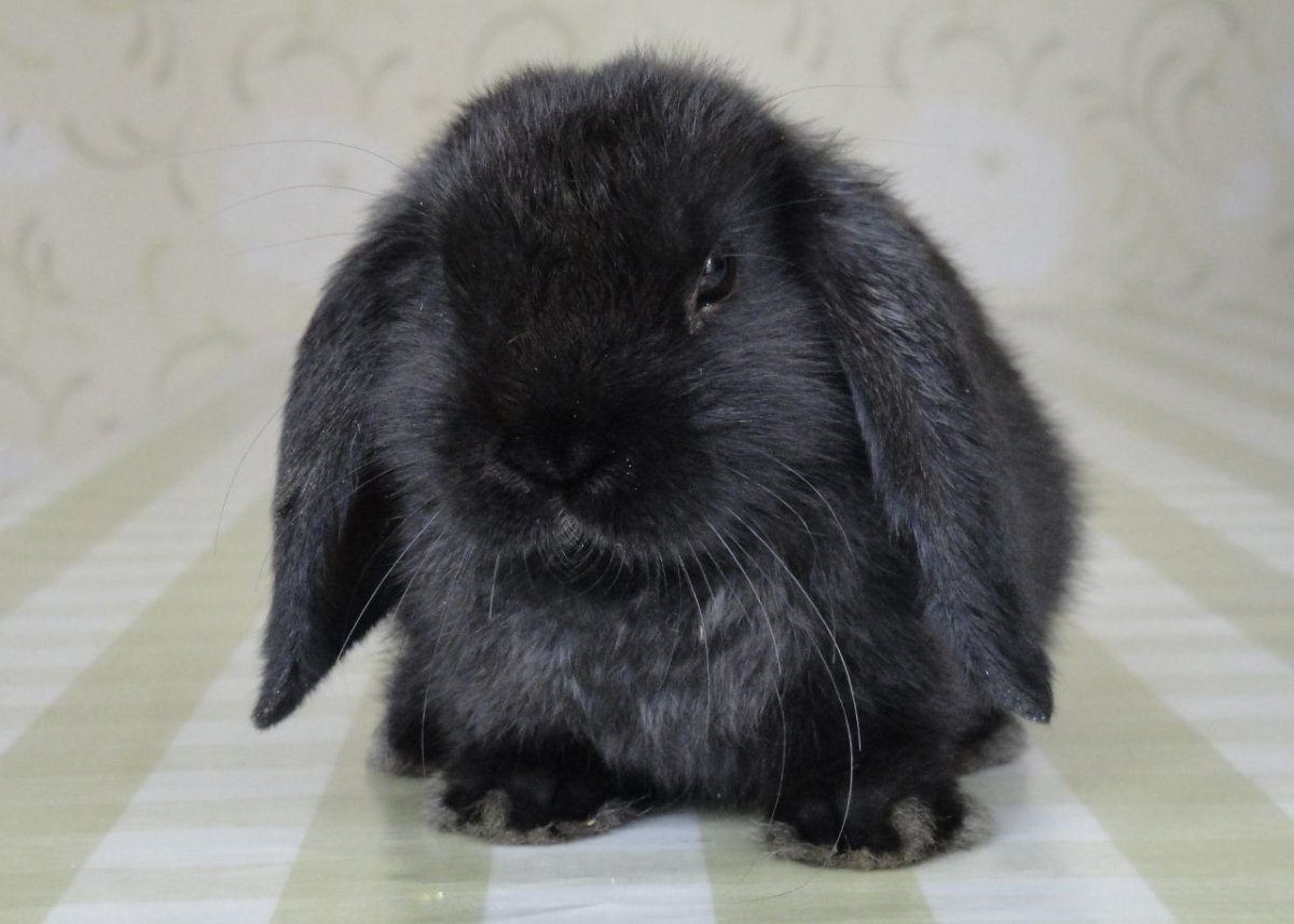 Белый заяц на черном фоне