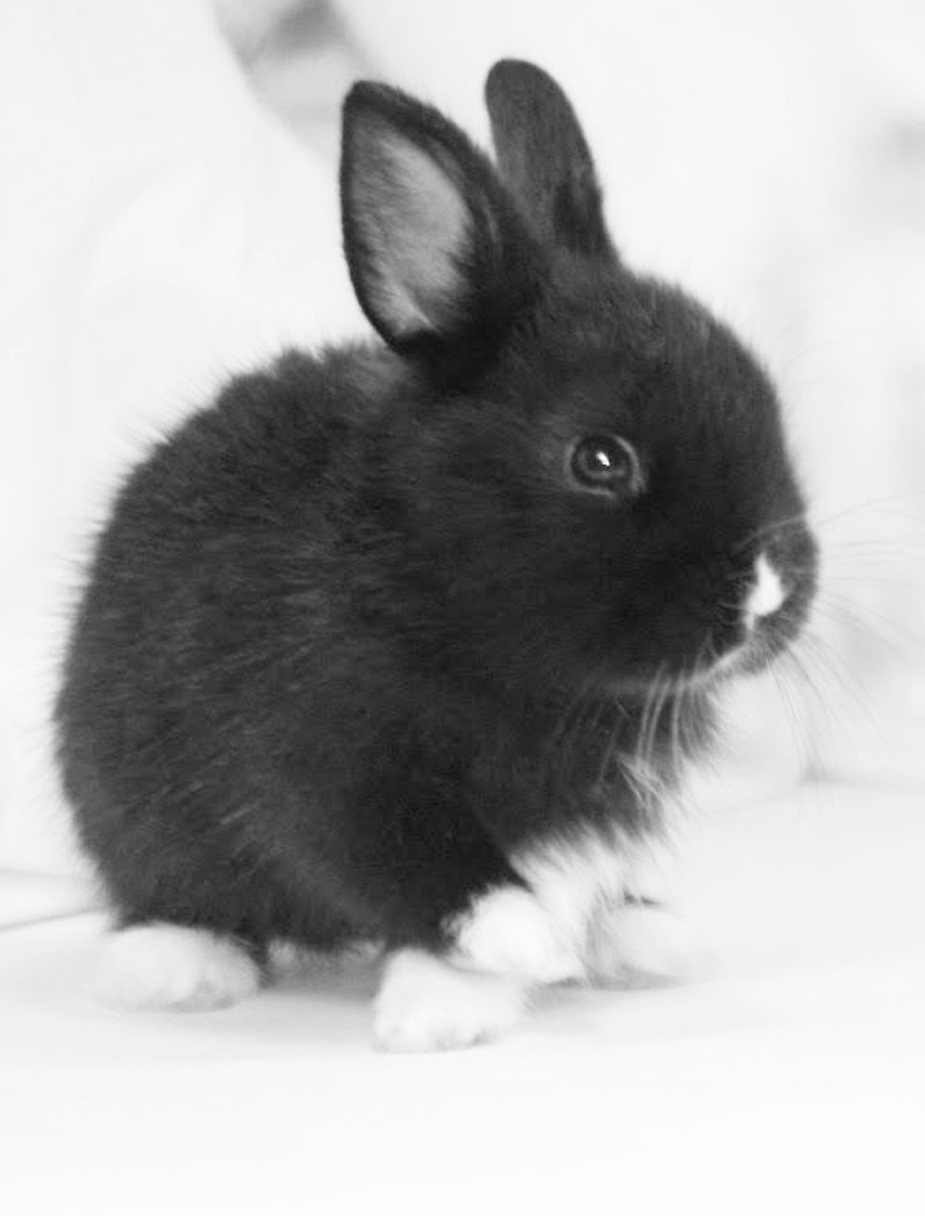Черный кролик