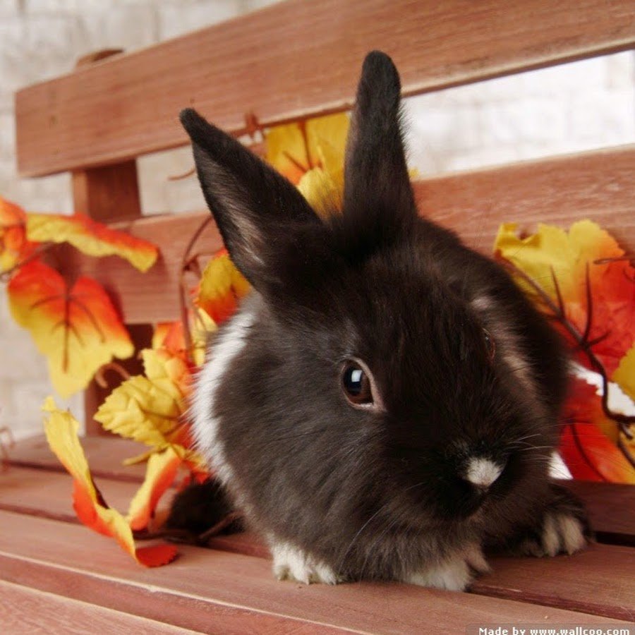 Кролик на столе
