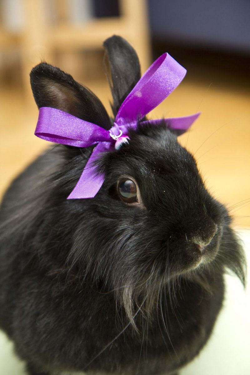 Уши животных