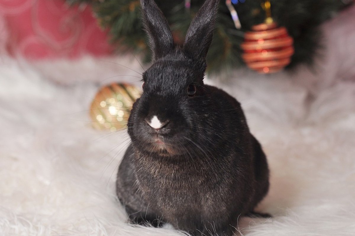 Год черного кролика картинки