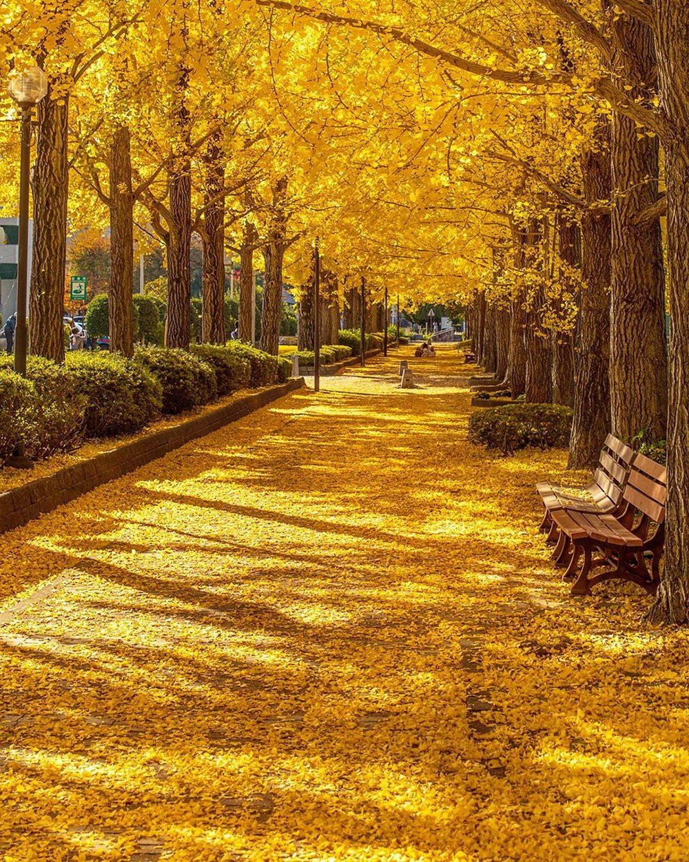 Рисунок парка