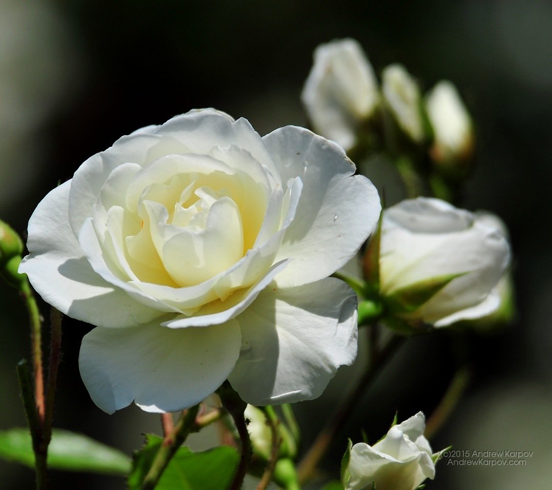 Благородные цветы