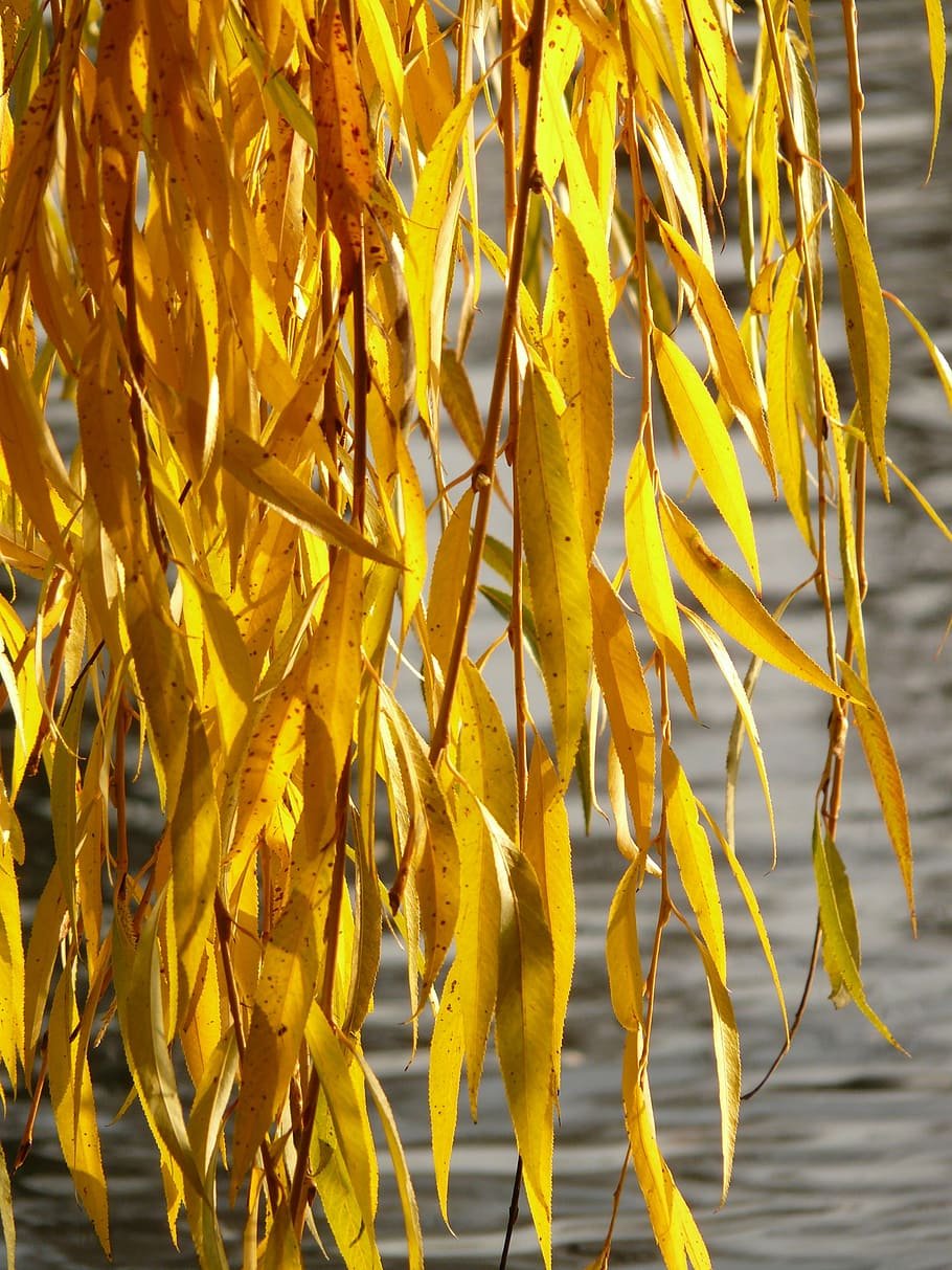 Плакучая Ива листья