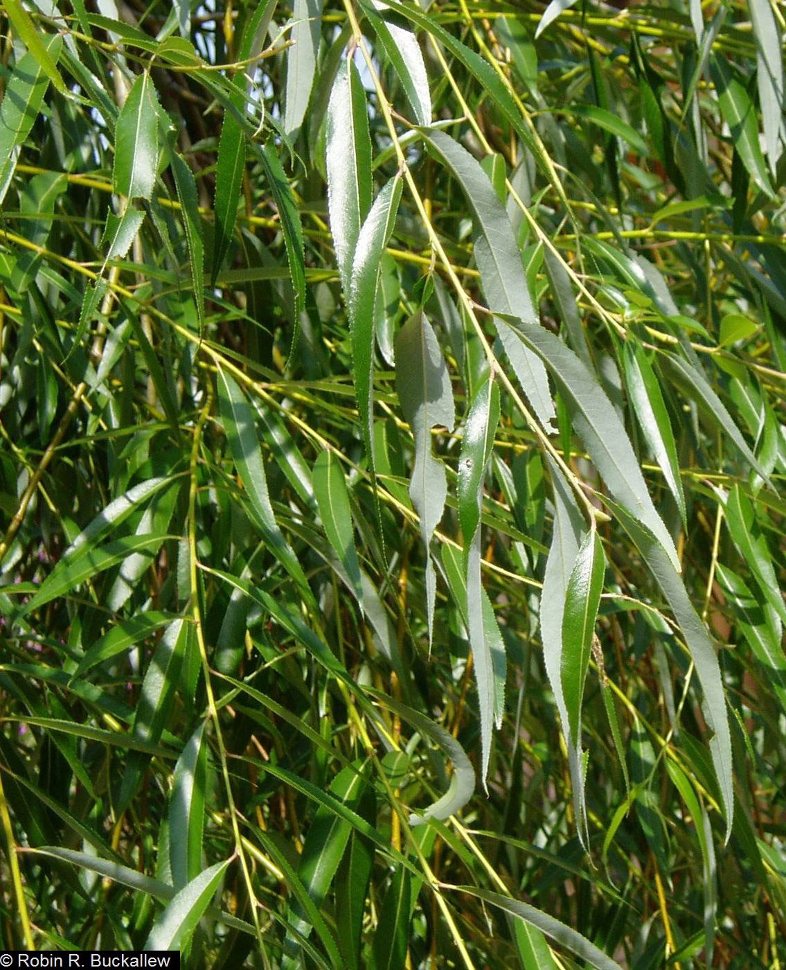 Ива белая (Salix Alba)