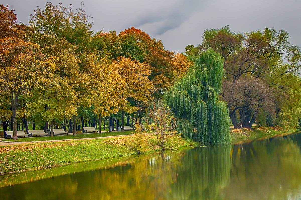 Новодевичий монастырь ивы