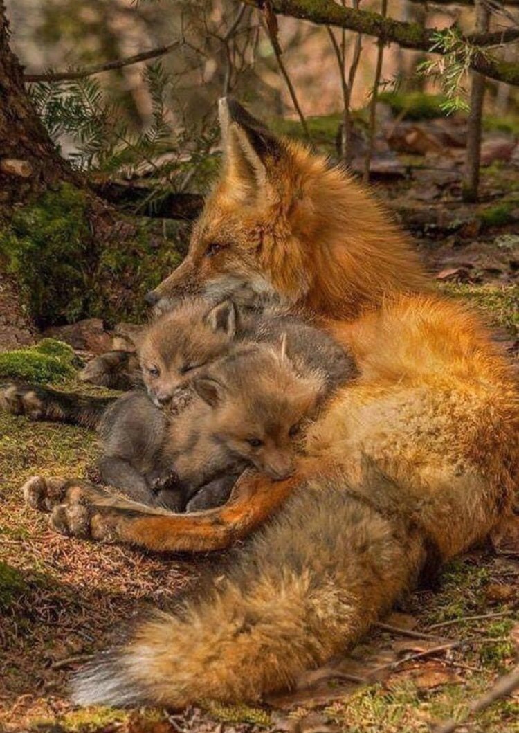 Художник - иллюстратор Katja Saario