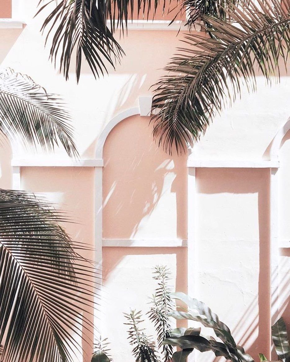 Пальмы Эстетика