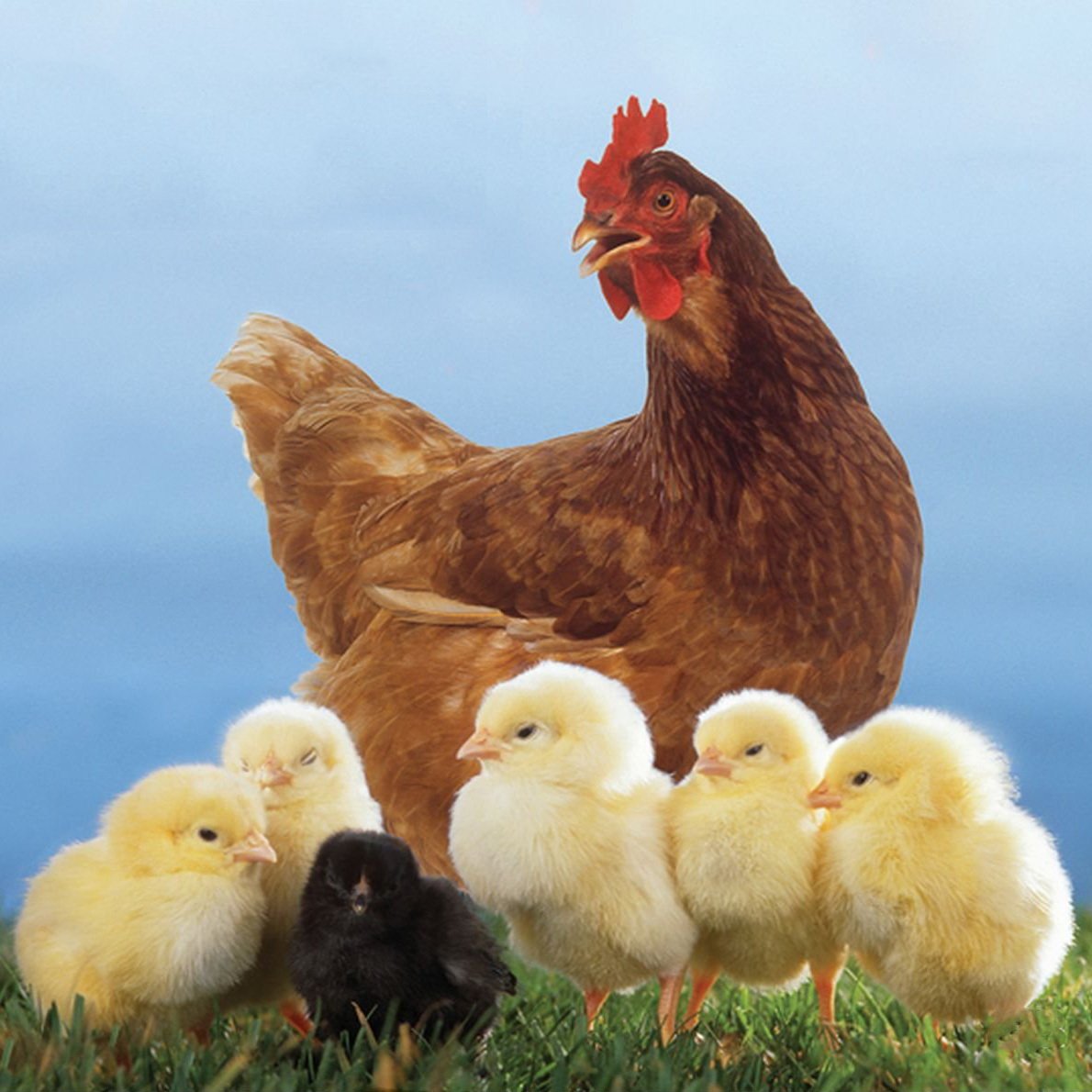 Курица с цыплятами