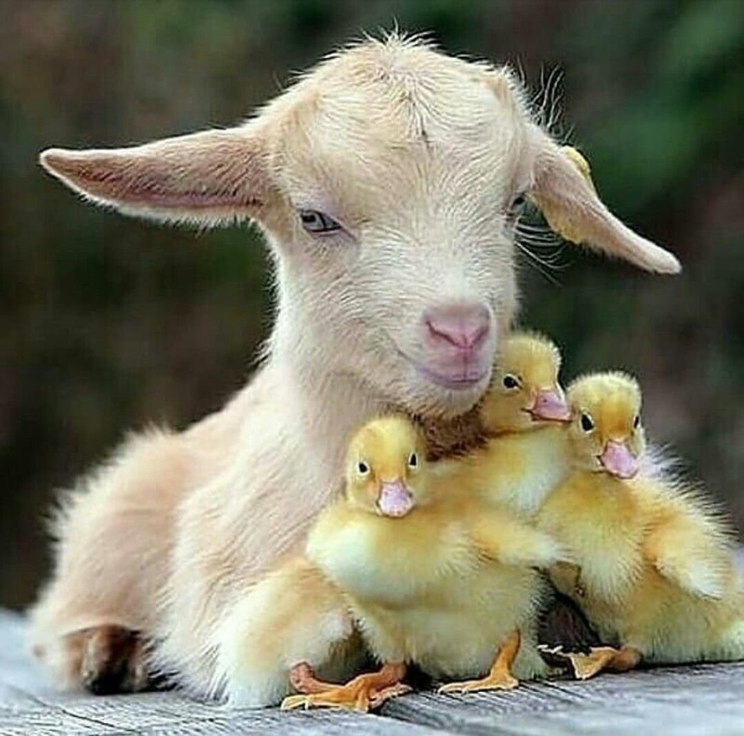 Милые домашние животные