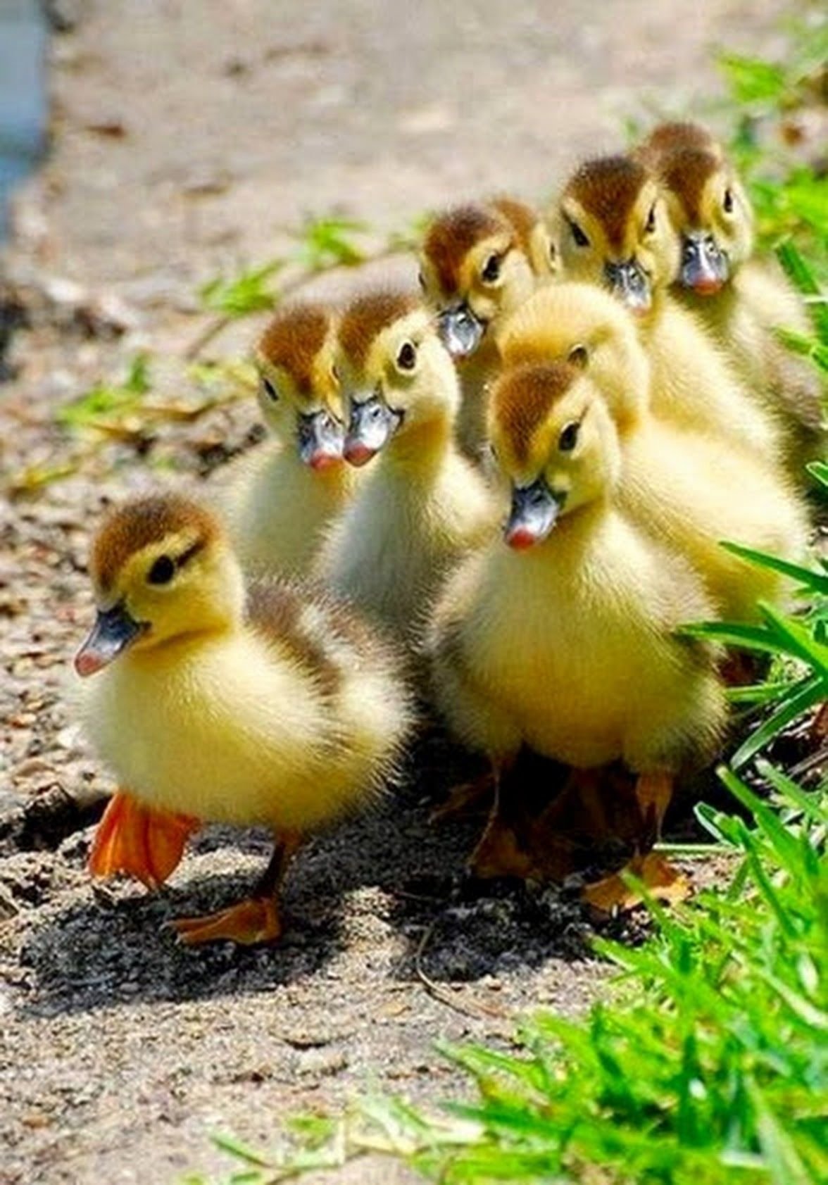Маленькие утята