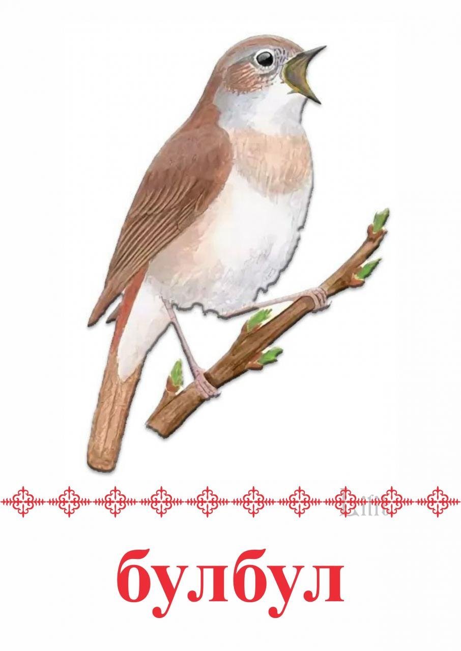 Соловей на белом фоне