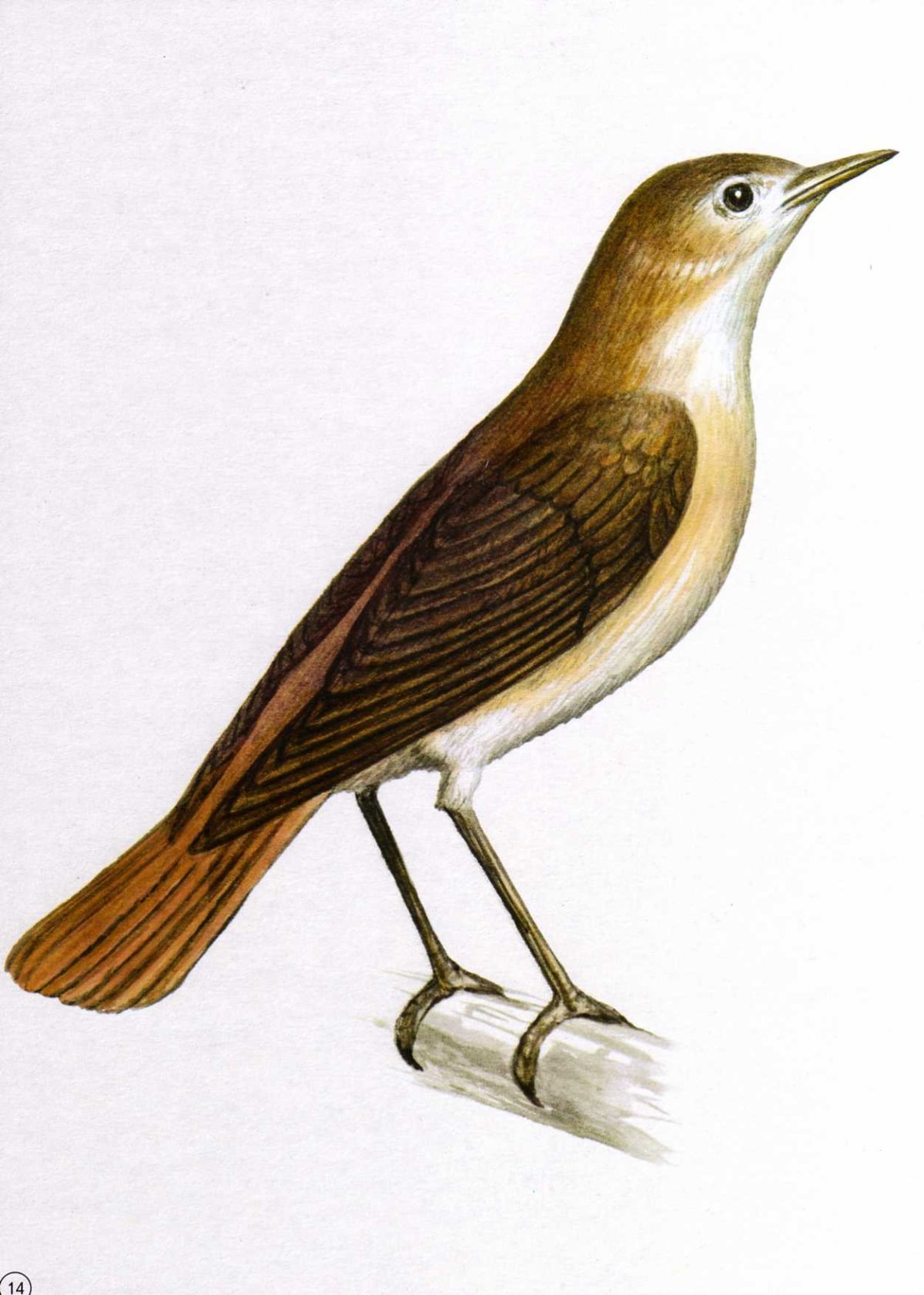 Соловей для дошкольников