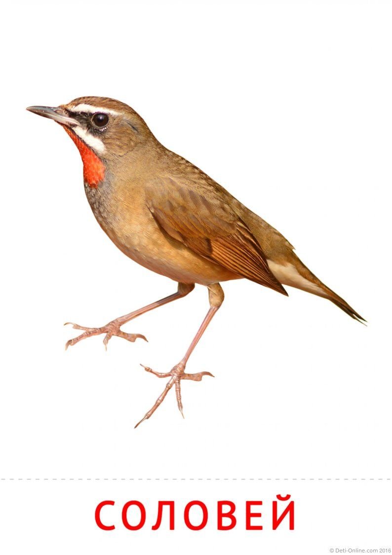 Соловей карточки Домана