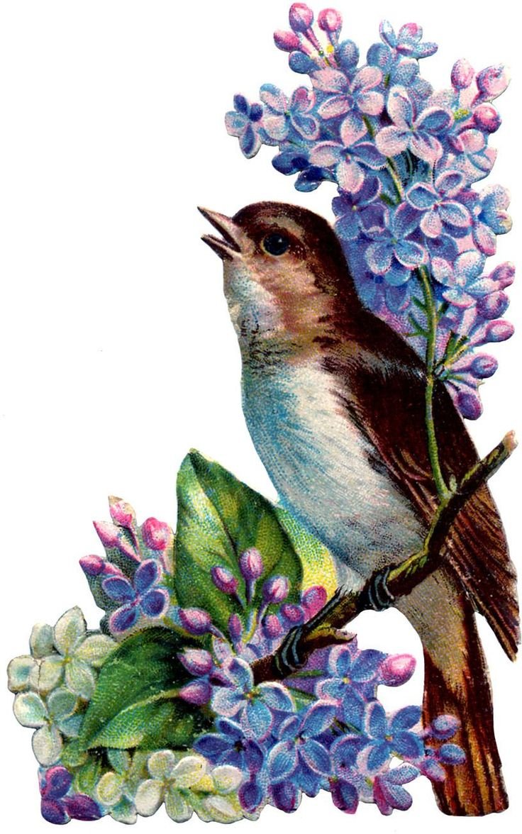 Поющие птицы на прозрачном фоне