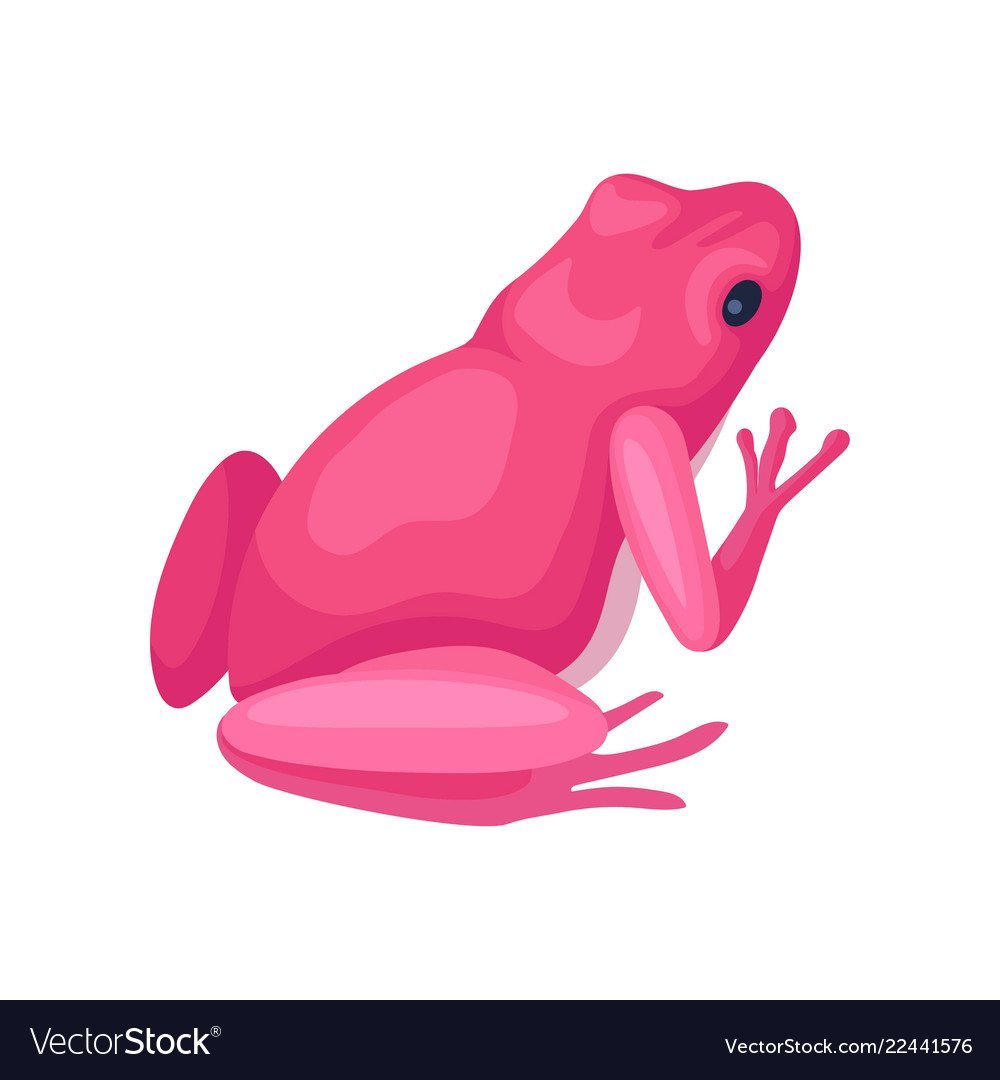 Лягушка вид сзади