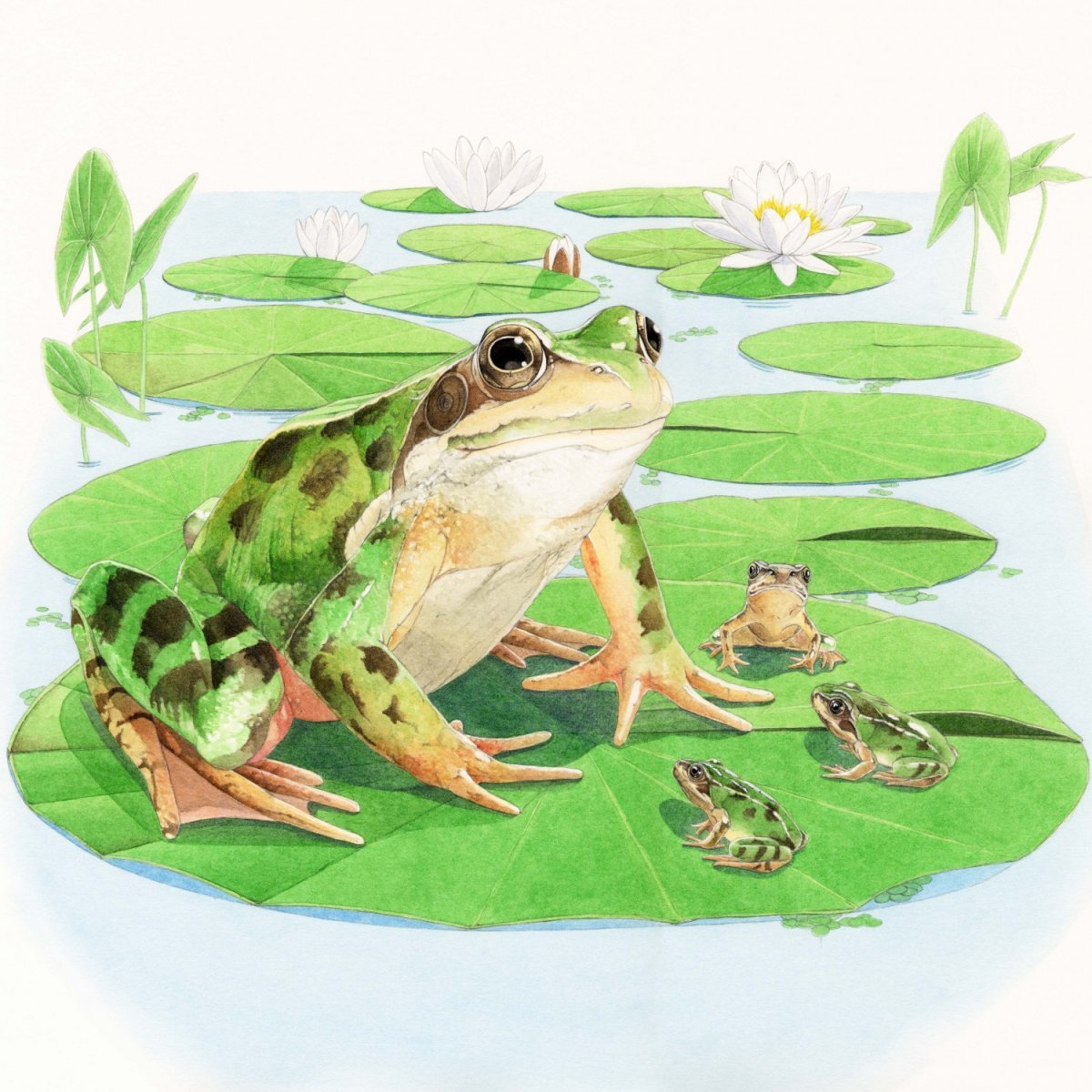 Лягушка картина