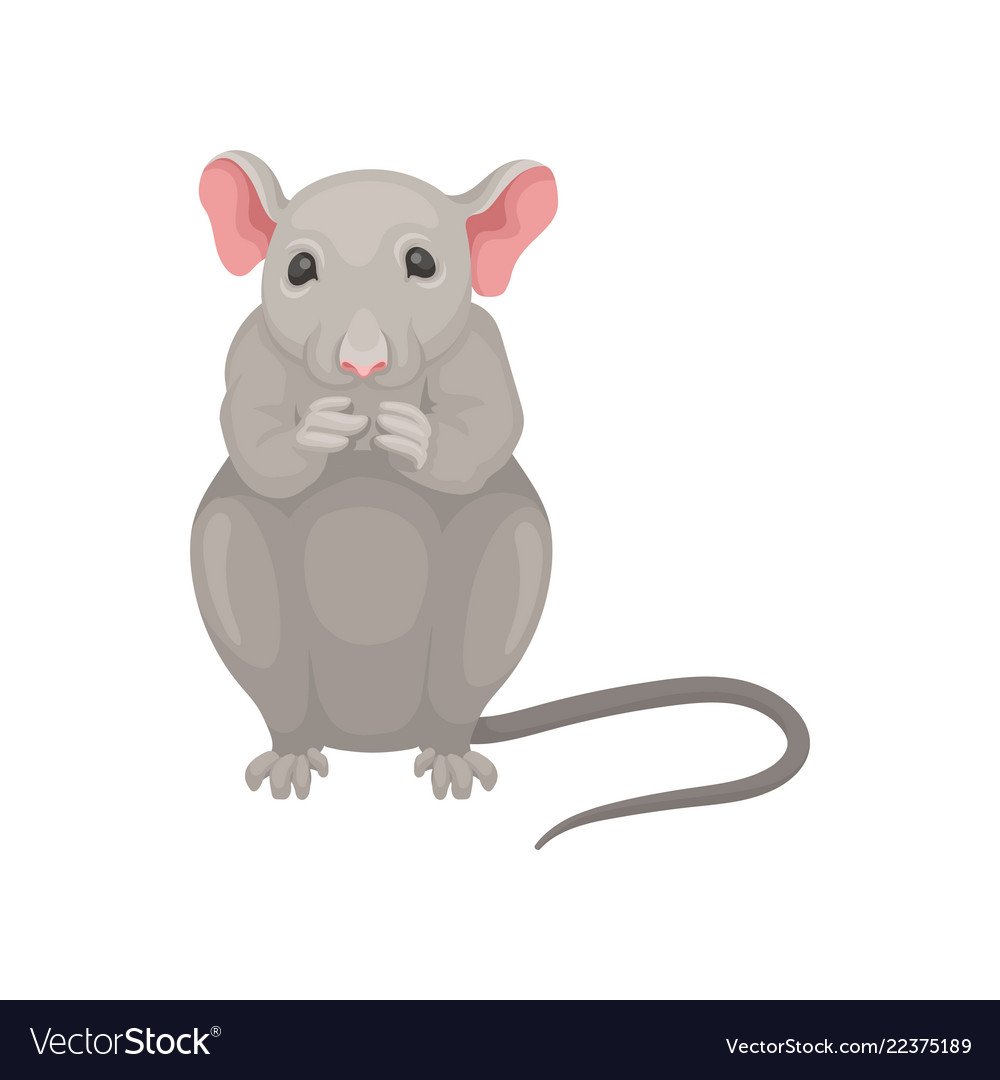 Мышь вид сбоку