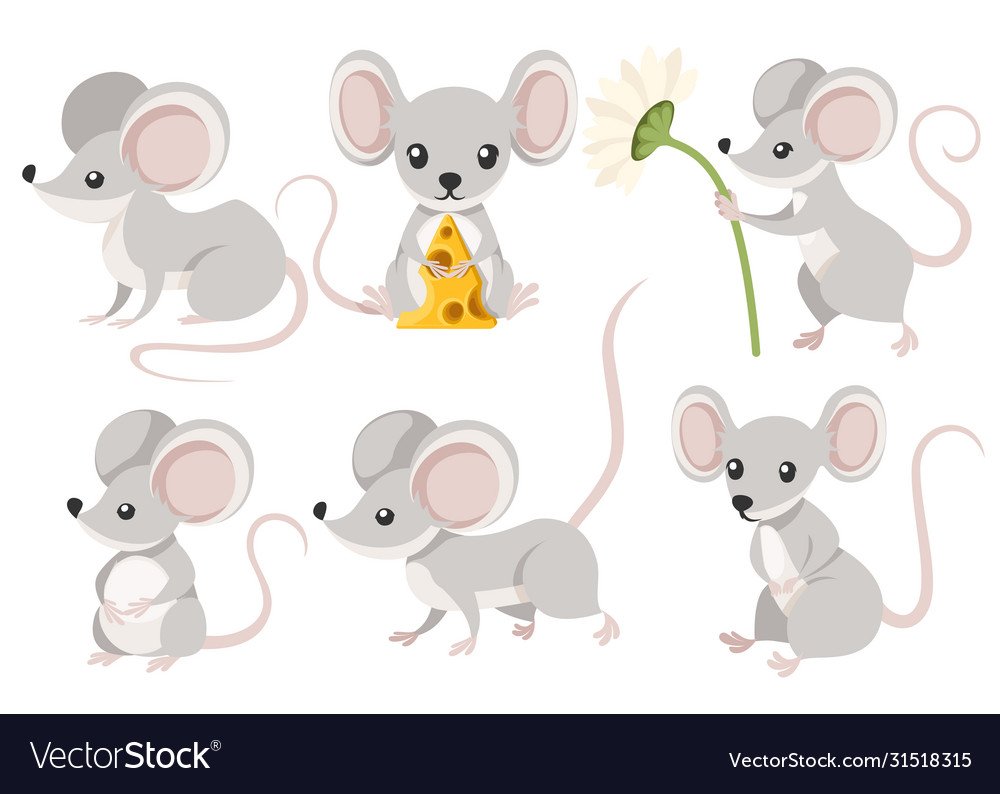 Мышка в разных ракурсах