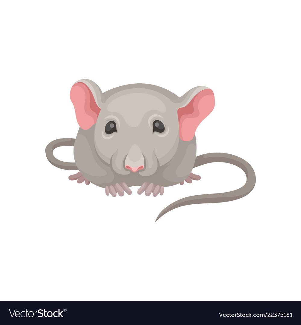 На белом фоне мышка сидит