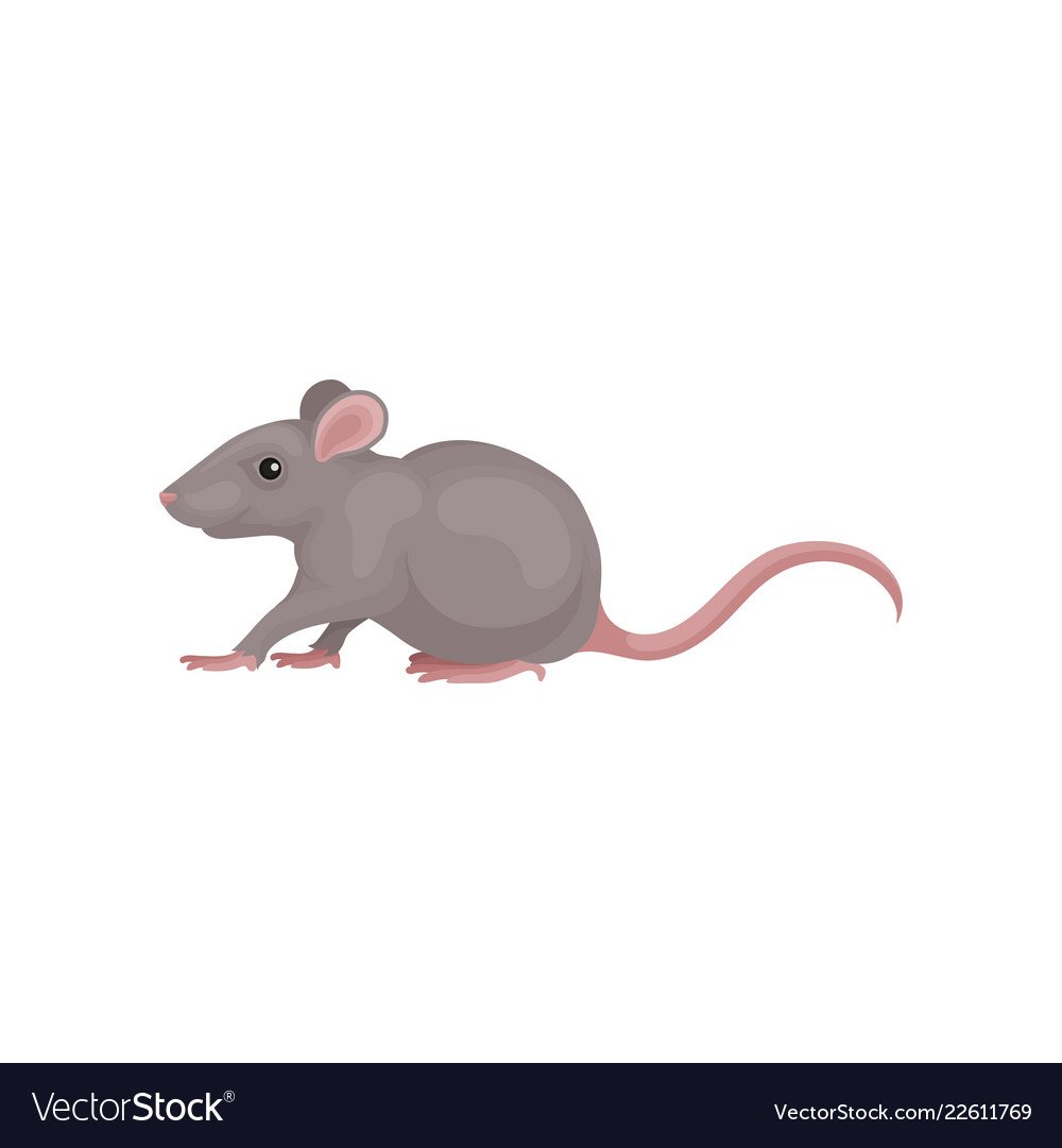 Накаченная мышь серая