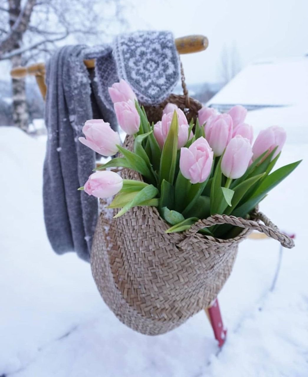 Тюльпаны в снегу