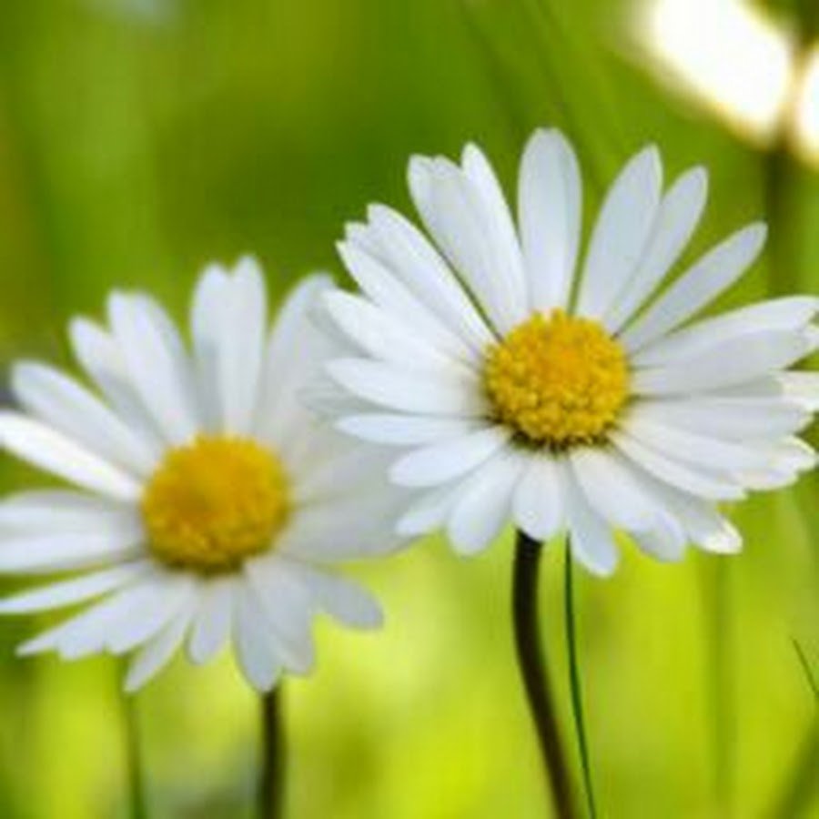 Благословенного дня