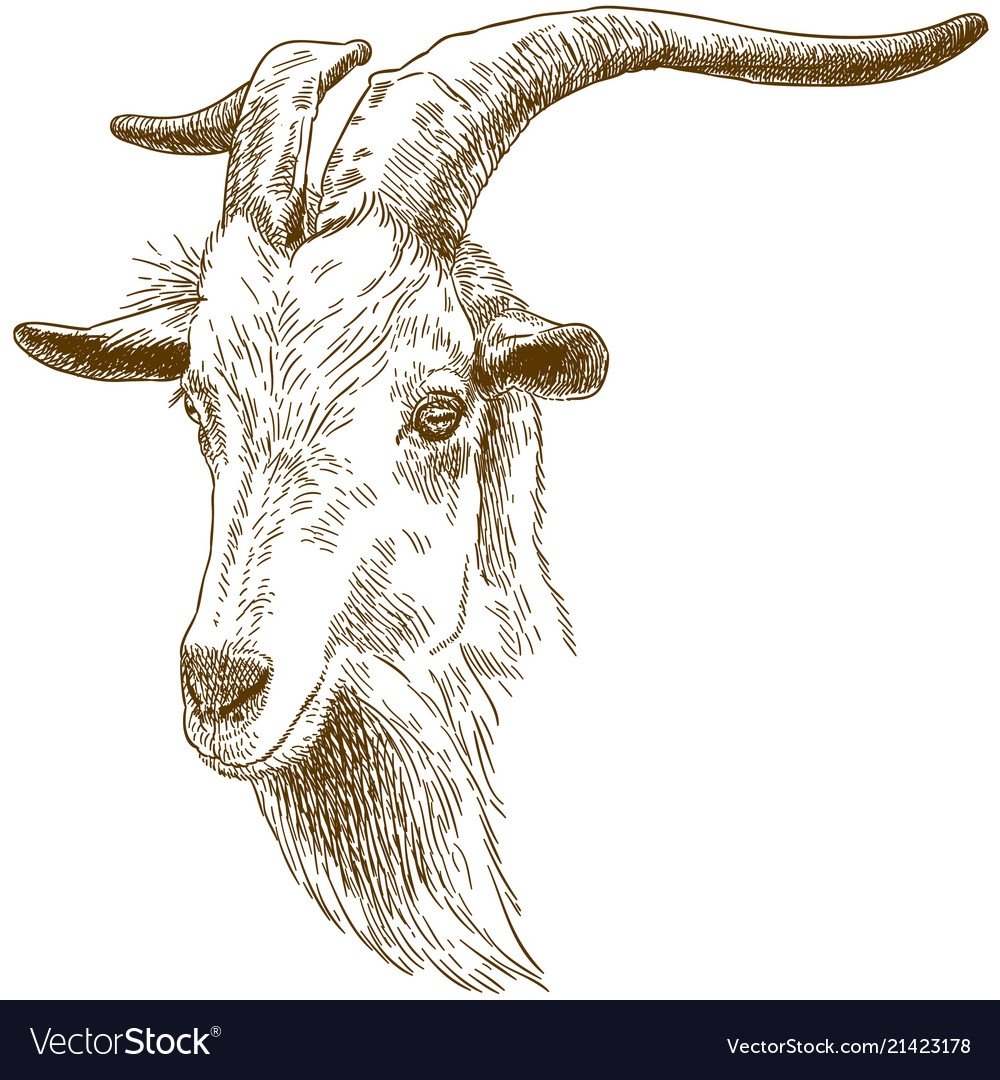 Осторожно коза