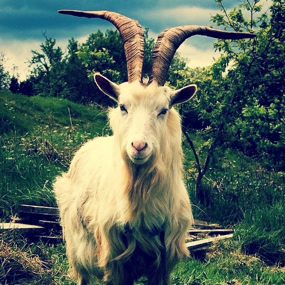 Козленок клипарт