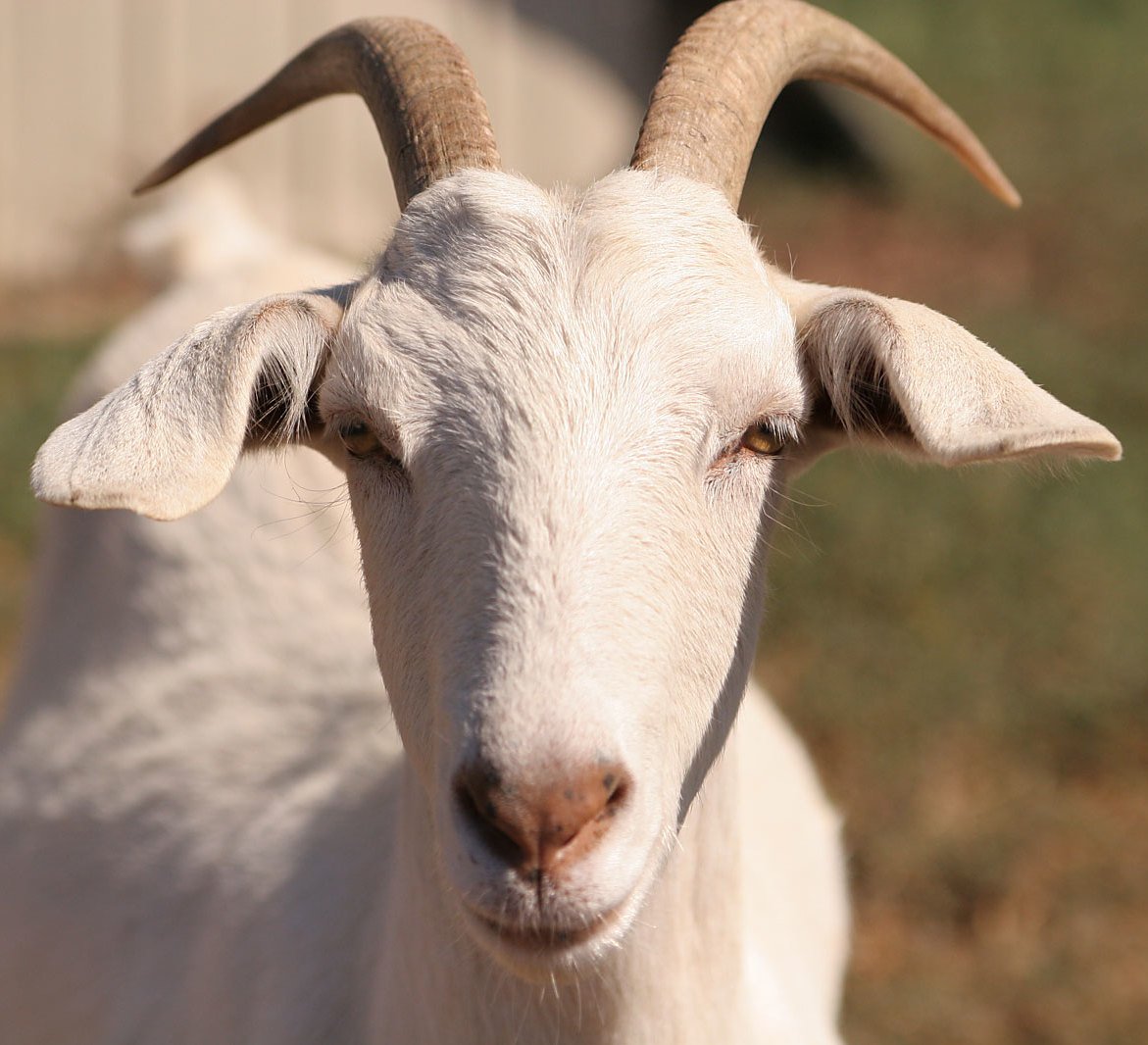 Коза раскраска в цвете