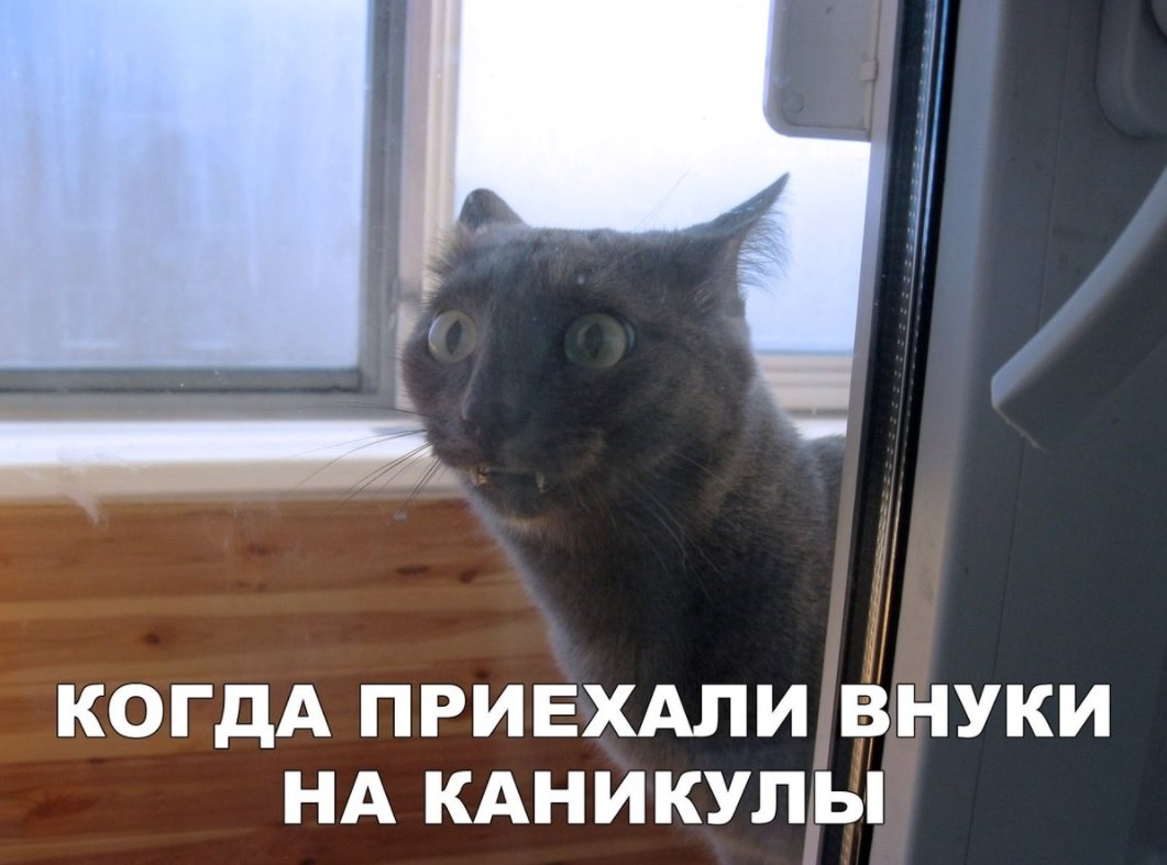 Шухер внуки приехали кот