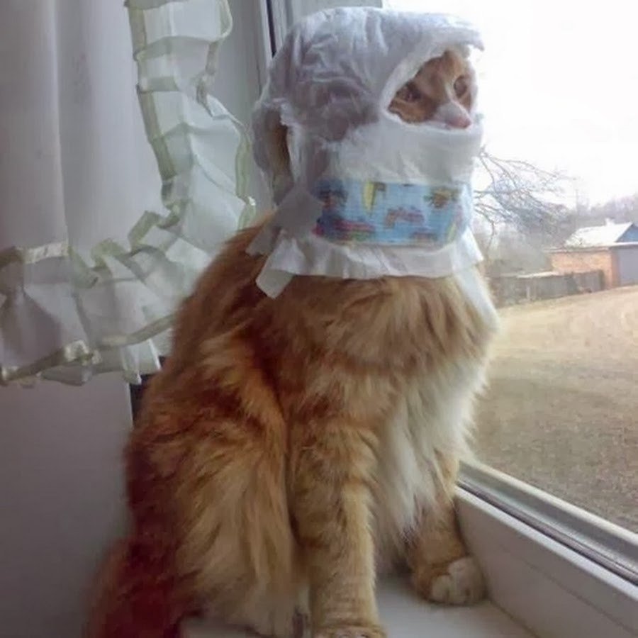 Смешные картинки с надписями