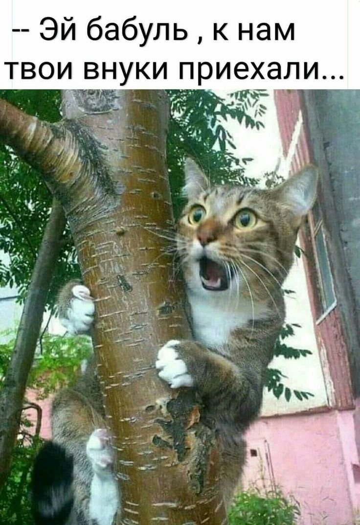 Внуки приехали кот