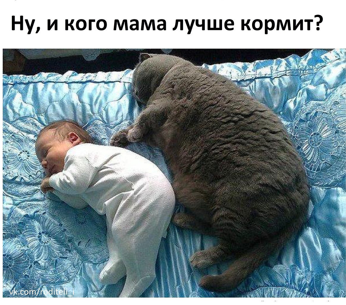 Кот когда отключили интернет