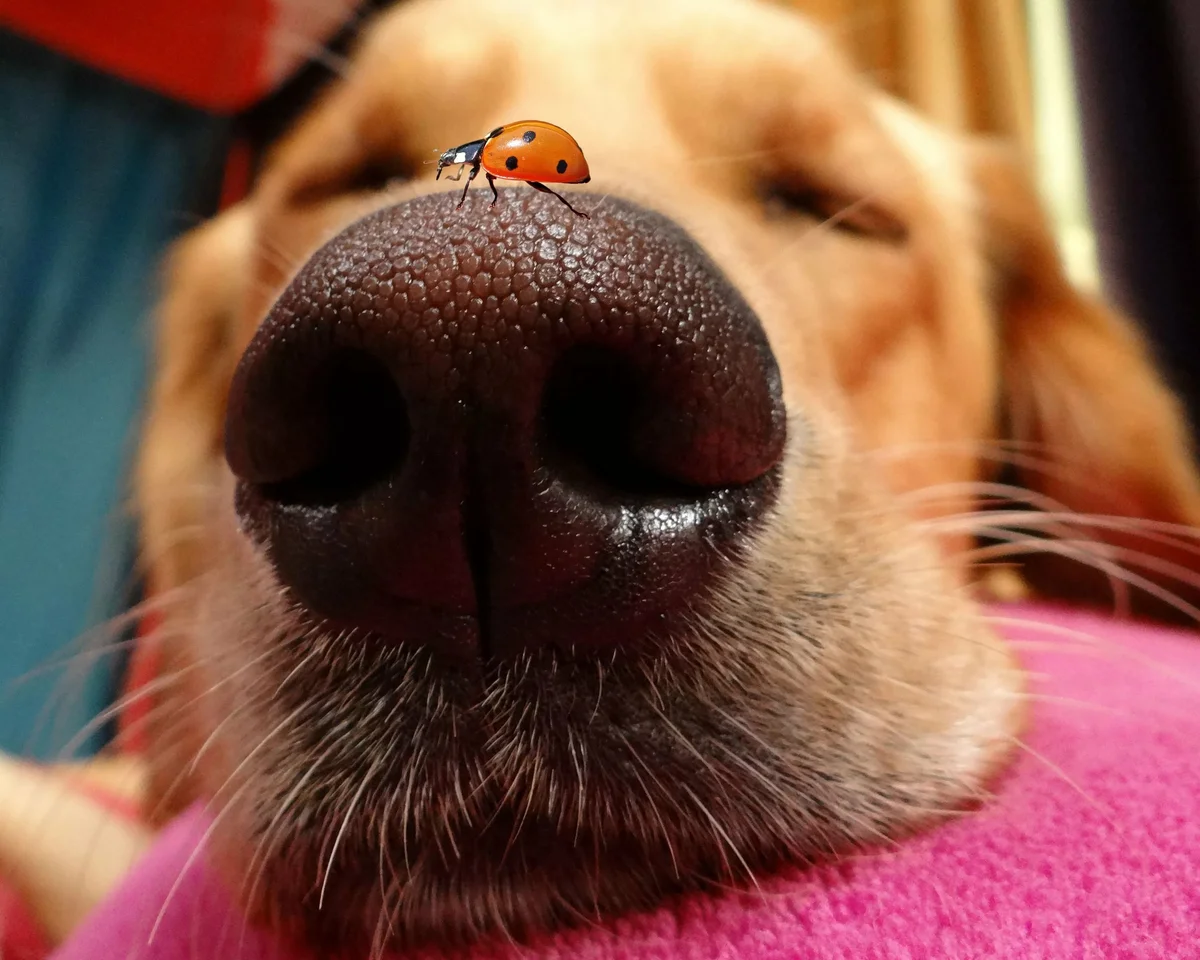 Позитивные собаки