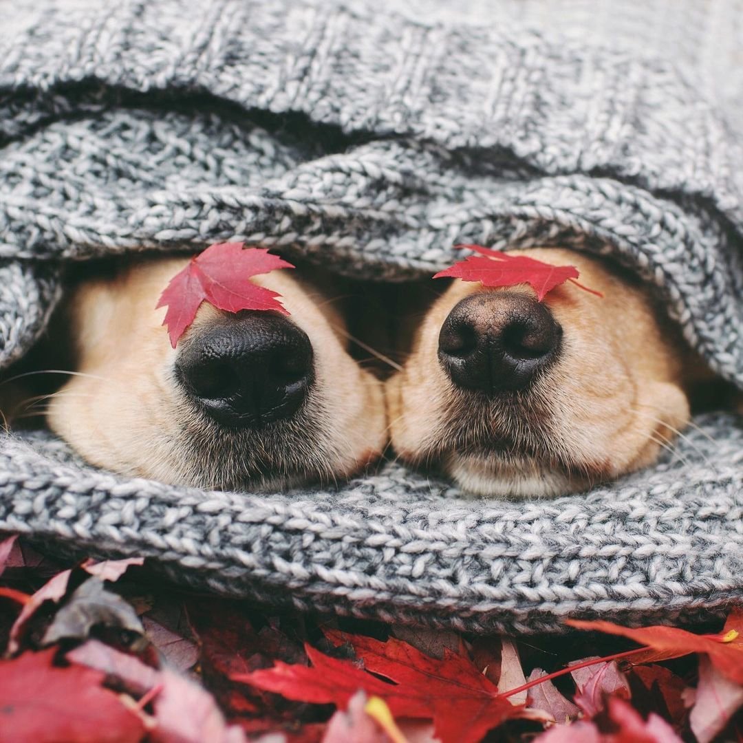 Собачий нос в листьях