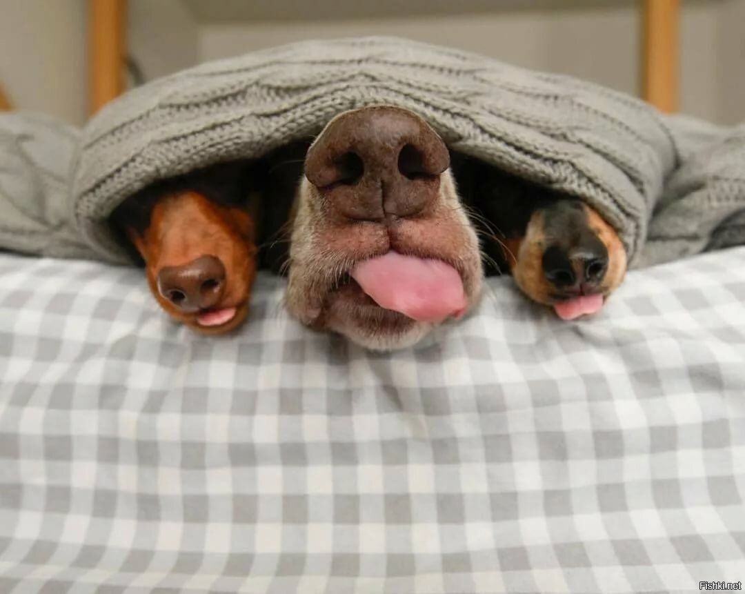 Животные просыпаются