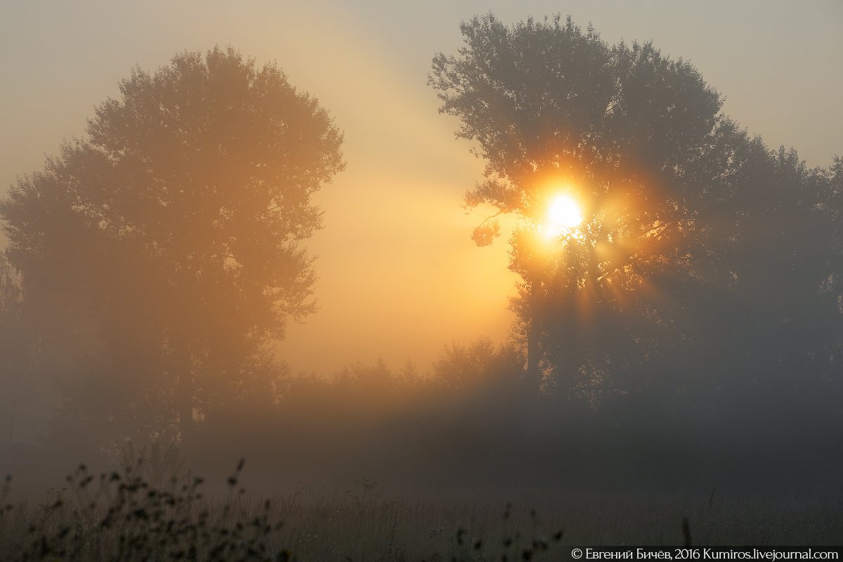 Доброе туманное утро