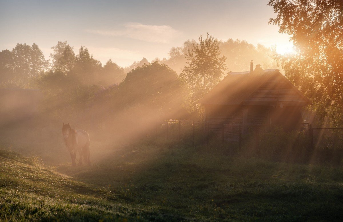 Фото утро туманное пейзаж