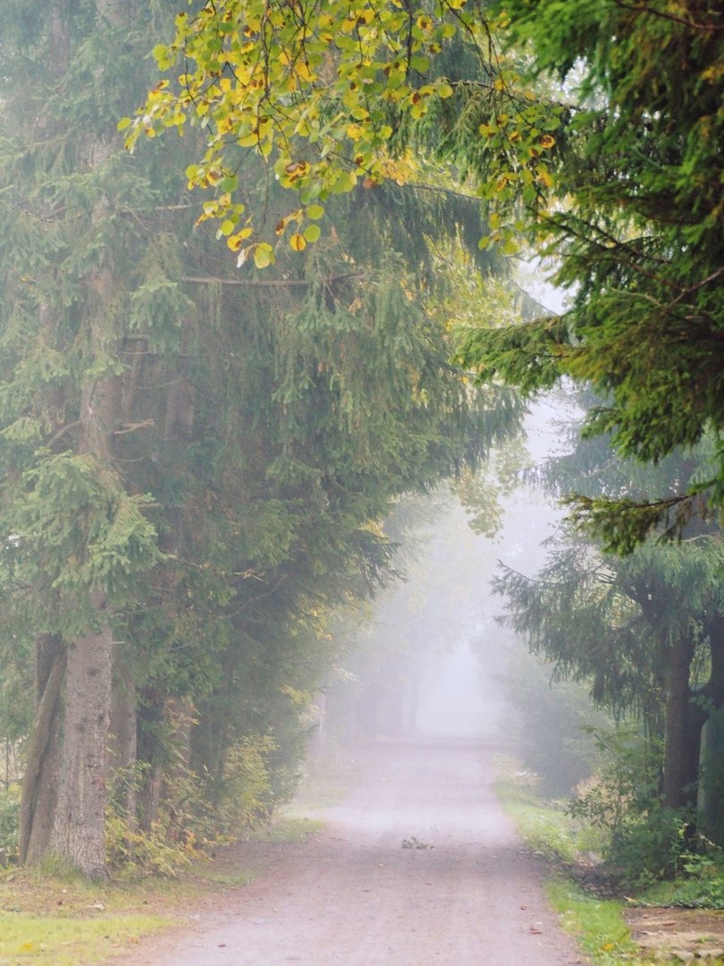 Туманное утро картинки