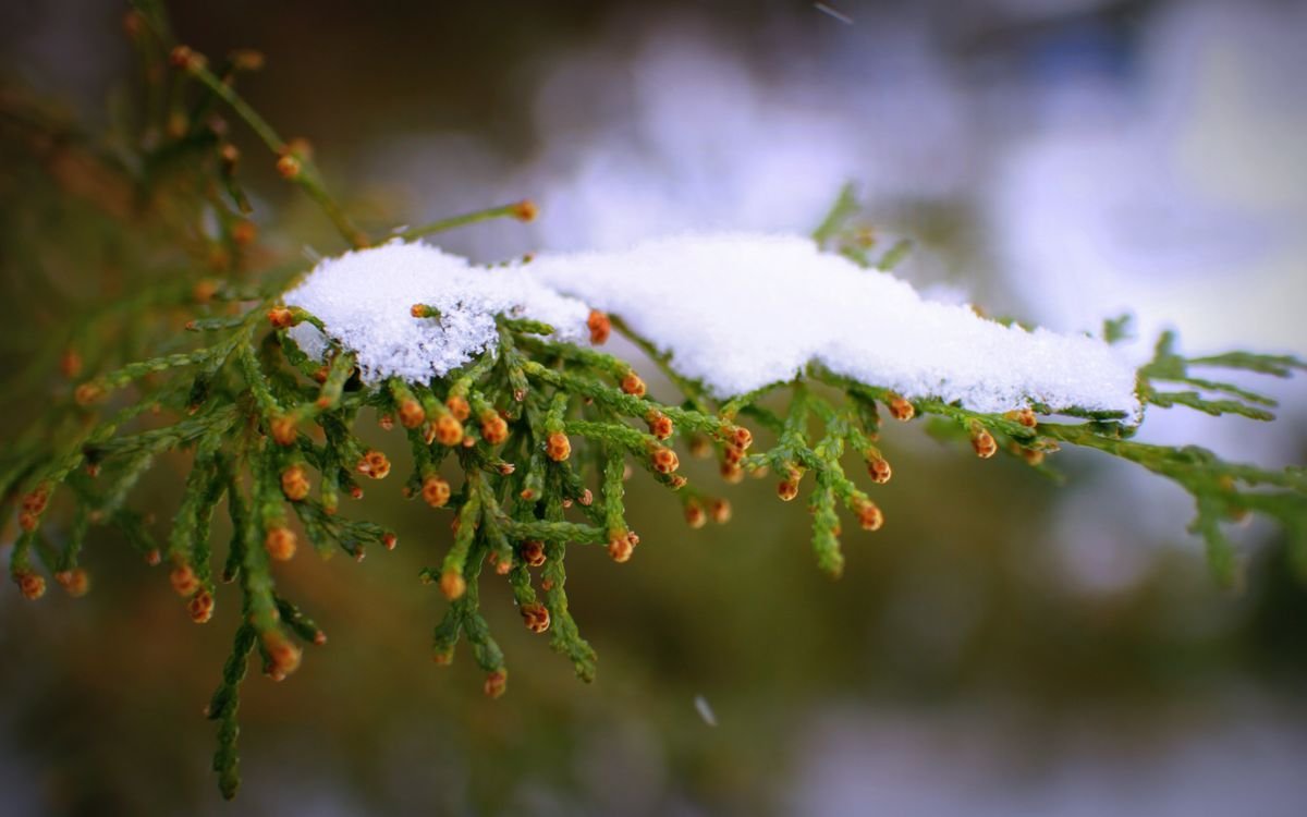 Первый снег природа