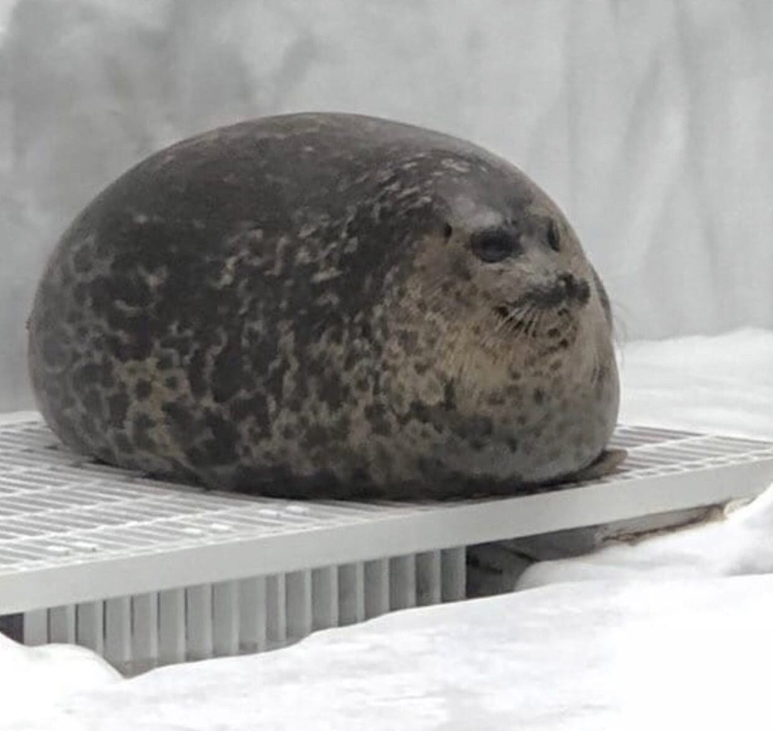 Круглый тюлень с руками